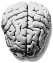 Brain